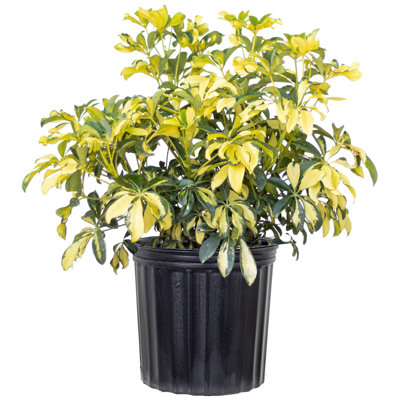 United Nursery Live Plant in Pot