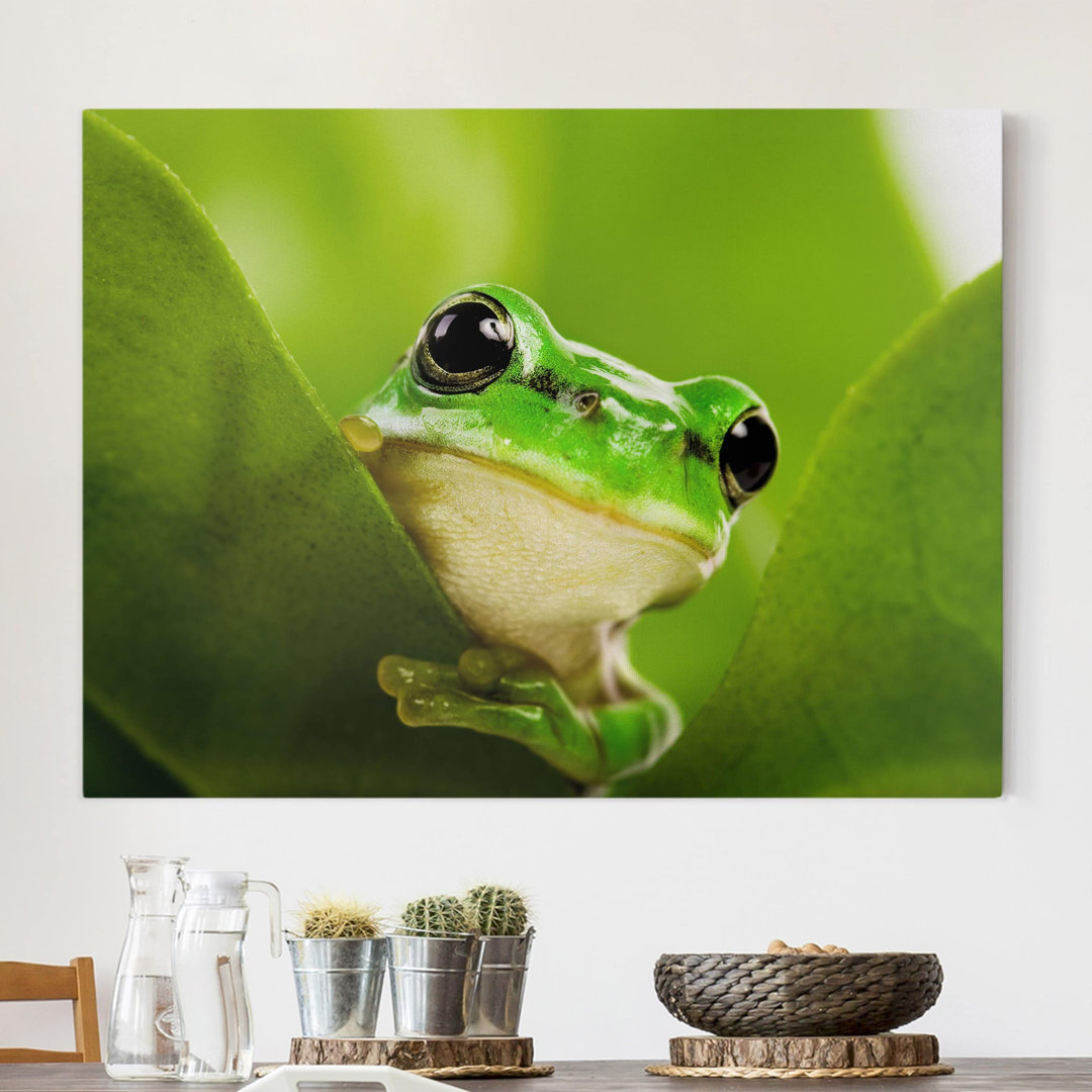 Leinwandbild Frog