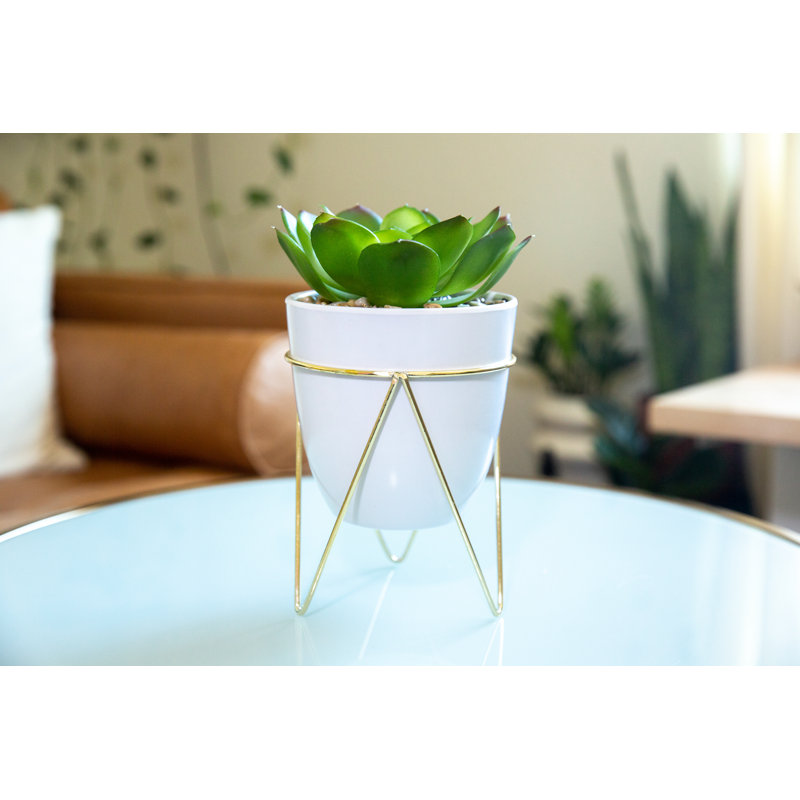 Plante grasse de bureau en pot, Blanc / Doré