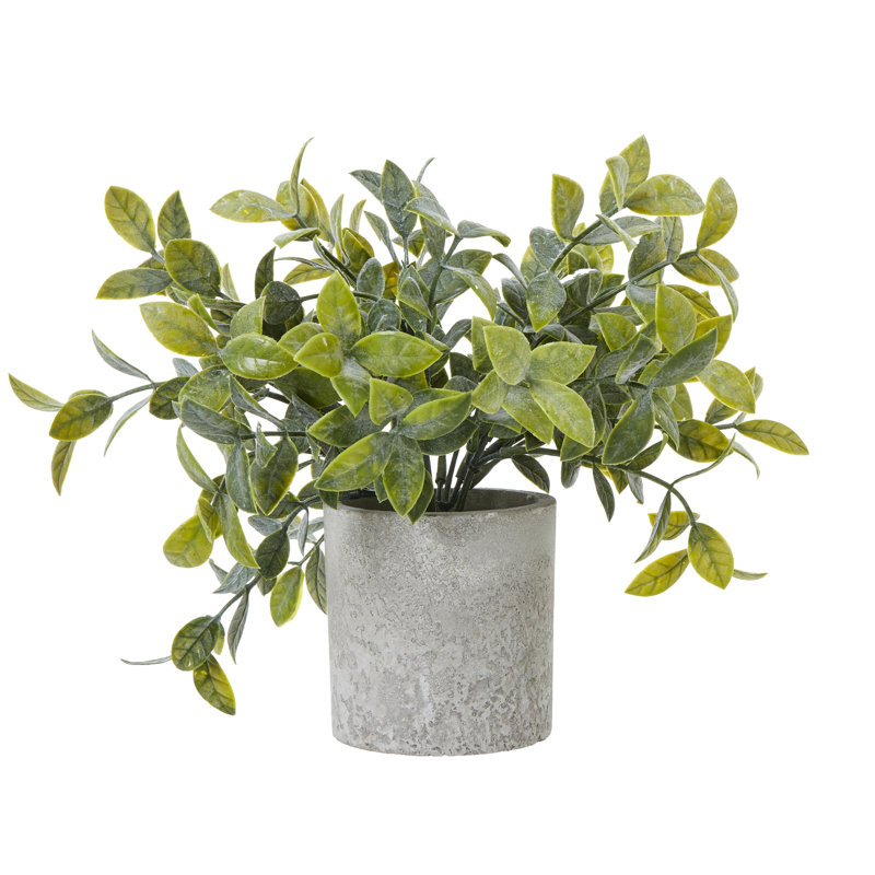 Andaiye 20cm Plant in Pot
