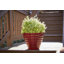 Pot à fleurs rond Beehive-91225320