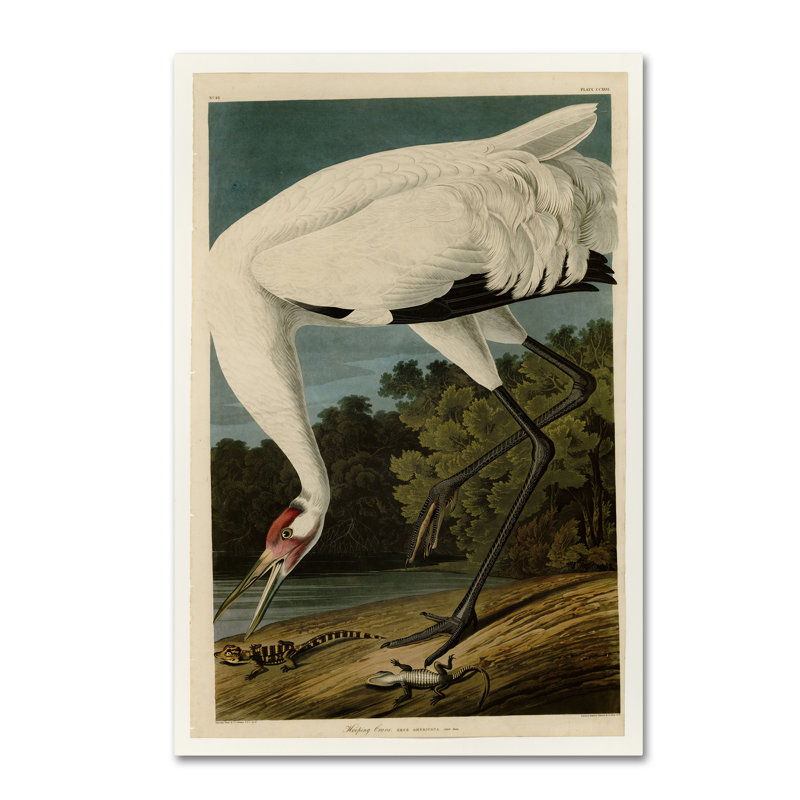 Whooping Crane Bird Portrait Canvas Art Print