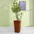 Antonio Concrete Pot Planter-343838534-301296671