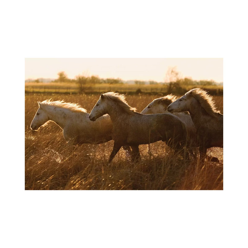 Camargue Horses Running At Sunset, Camargue, France by Konrad Wothe - Wrapped Canvas Print, 45.72cm H x 66.04cm W x 1.91cm D