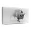 Wild Bison, reproduction sur toile-1032866744