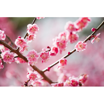 Plum blossoms