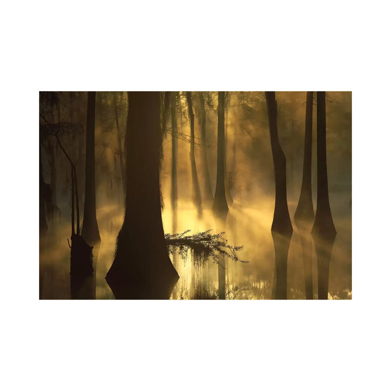 Bald Cypress Grove In Freshwater Swamp At Dawn, Lake Fausse Pointe, Louisiana I by Tim Fitzharris - Wrapped Canvas Print