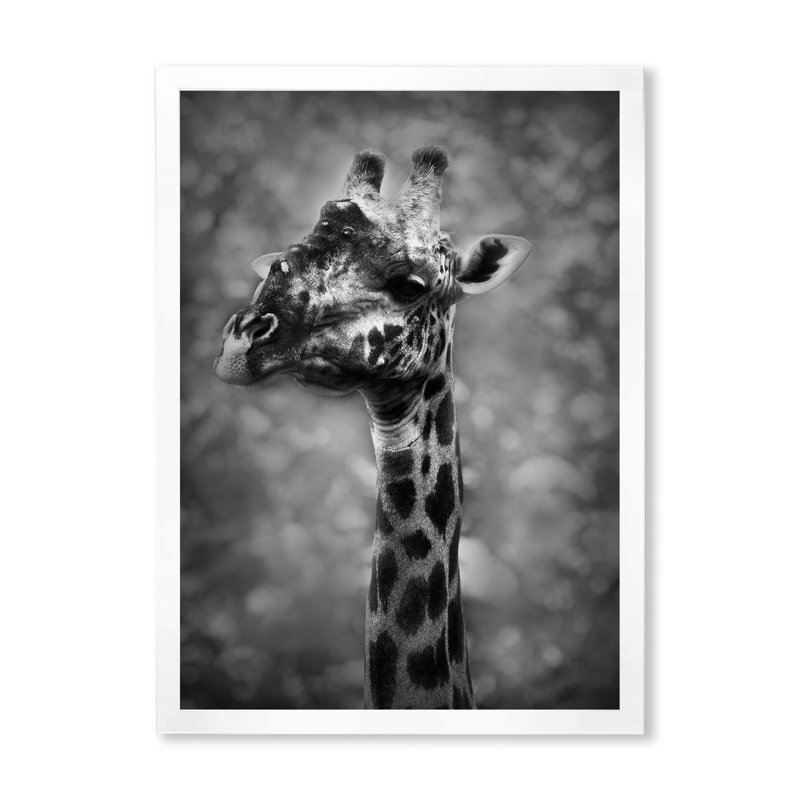 Girafe africaine en noir et blanc - reproduction d'art sur toile, H 36 po x l 24 po x P 1 po, Cadre photo blanc