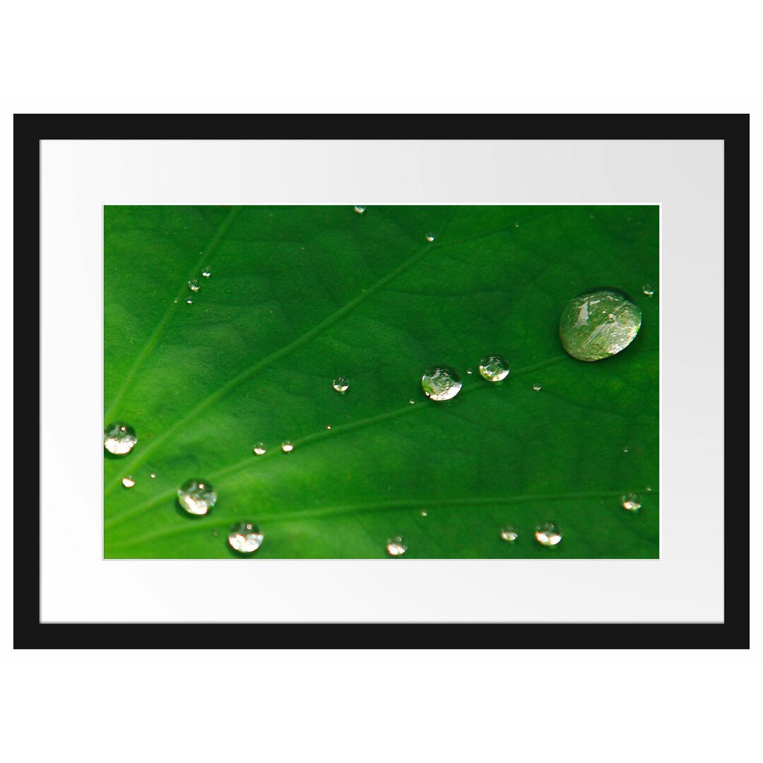 Gerahmtes Poster Wassertropfen auf Blatt