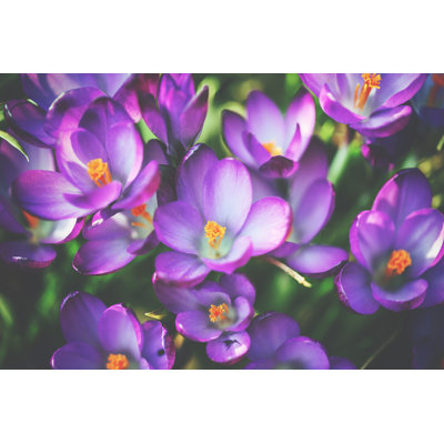 Crocus Flowers in Spring by Rike_