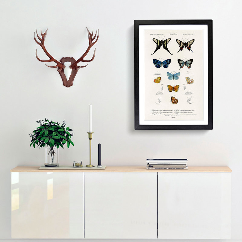 Butterfly Illustrations PL.5 by Charles d' Orbigny - Framed Print, Black Framed, 48cm H x 36cm W x 2cm D