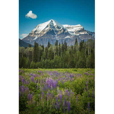 Ahlijah " Mount Robson Lupine " by Uknown