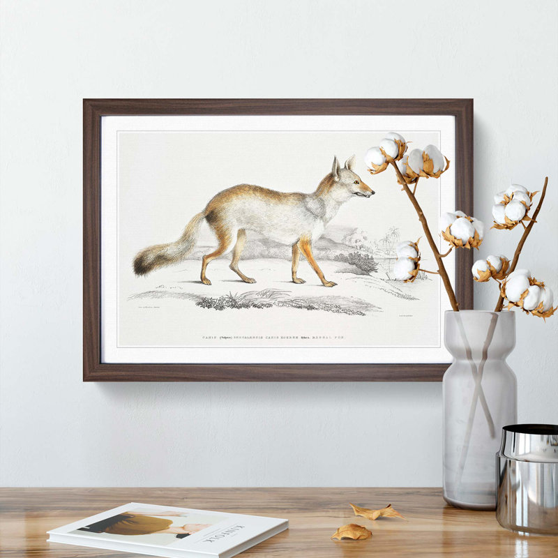 Bengal Fox by John Edward Gray - Single Picture Frame Painting, 45cm H x 63cm W x 2cm D, Walnut Framed
