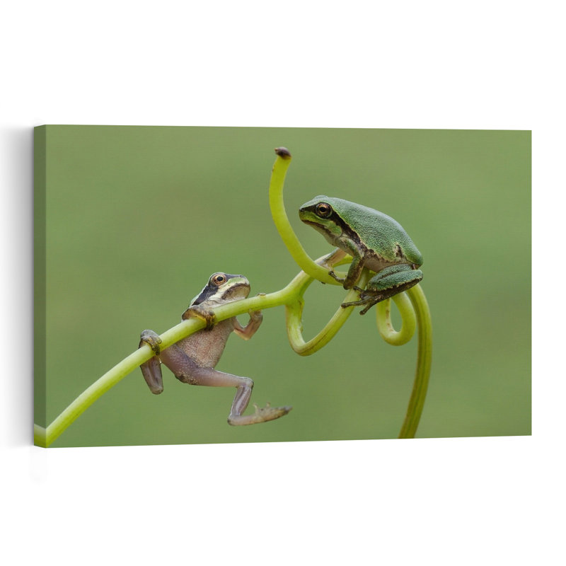 Green Tree Frog Friends Peaceful Playful Contemporary Frog Forest Nature Wall Art Print by Savas Sener - Print