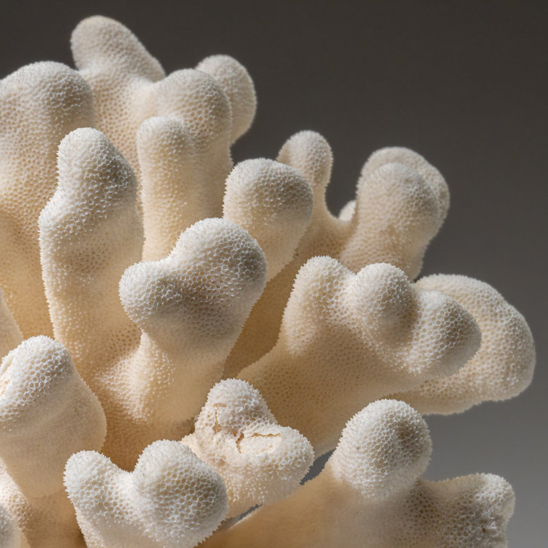 Genuine White Cat's Paw Coral (5 Lbs)