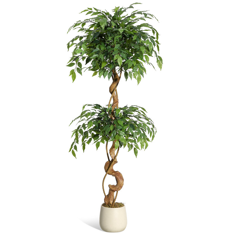 Plant, 152cm H x 20cm W x 20cm D