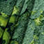 Tapisserie murale légumes broccoli-133637333