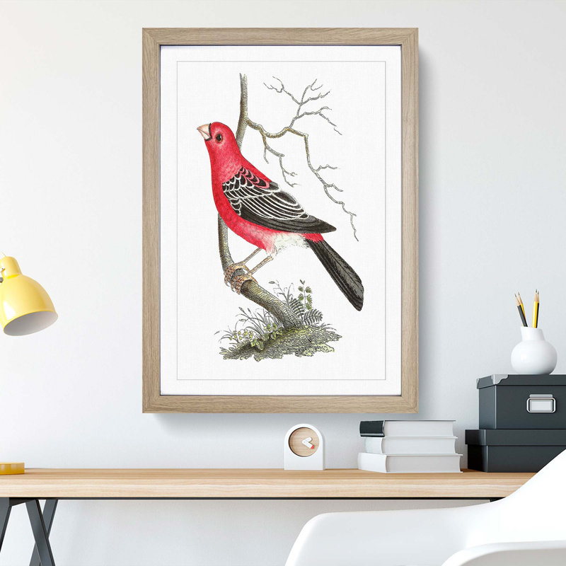 Greater Bulfinch Bird by George Shaw - Framed Print, 48cm H x 36cm W x 2cm D, Oak Framed