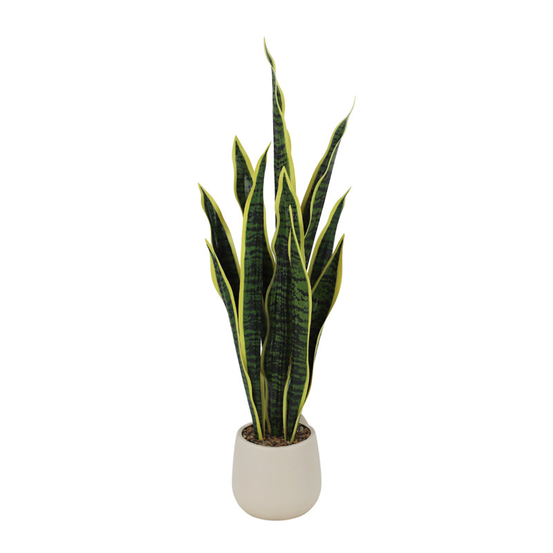 17.5cm Plant, 19cm H x 18.5cm W x 75cm D