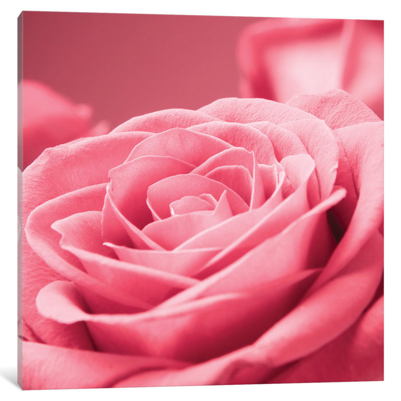 « rose rose i », impression sur toile, H 26 po x l 26 po x P 1,5 po, Toile tendue, Pas de tapis