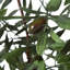 Olive artificielle 27 po en pot