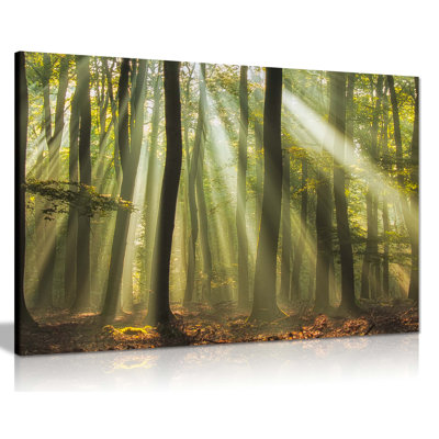 Sun Rays In Forest Woods - Wrapped Canvas Art Prints