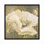 «Poppy in White II», impression sur toile-29090089-72809492-72809493