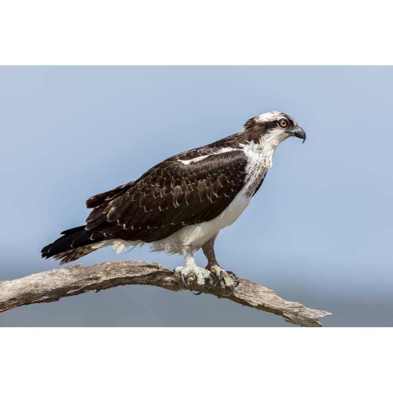 Osprey by 6381380 - Wrapped Canvas Print, 51cm H x 76cm W