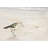 Semipalmated Sandpiper Beach Print - Yellow Framed Decor