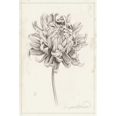 Graphite Chrysanthemum Study I