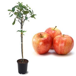 https://assets.wfcdn.com/im/23096166/resize-h310-w310%5Ecompr-r85/2579/257903973/american-plant-exchange-gala-apple-tree-live-outdoor-fruiting-plant-crisp-juicy-fruit.jpg