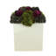 Assorted Sedum in Fiberstone Pot