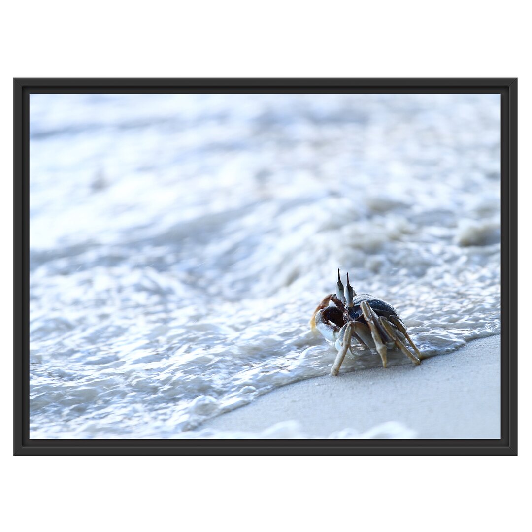 Gerahmtes Wandbild kleine Krabbe am Strand