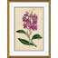 Curtis's Botanicals Giclee Print