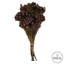 Primrue 12-16" Violet Brunia, 4 Oz Bundle, Preserved-2024963201