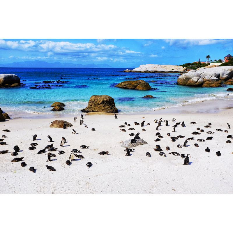 African penguin colony Wall Art on Canvas, 20cm H x 30cm W