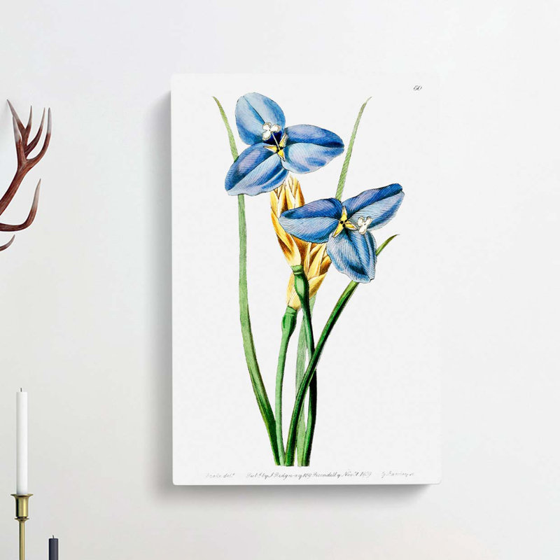 Blue Iris Flowers - Wrapped Canvas Painting, 60cm H x 40cm W x 3cm D