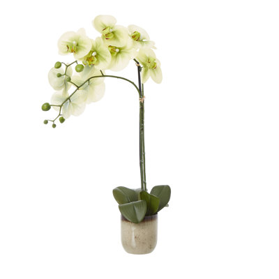 Arrangement in Pot