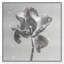Tidal Wilt III Floral & Botanical Canvas Print by Oliver Gal, Black Frame, 12 x 12-1059185436-1059185447
