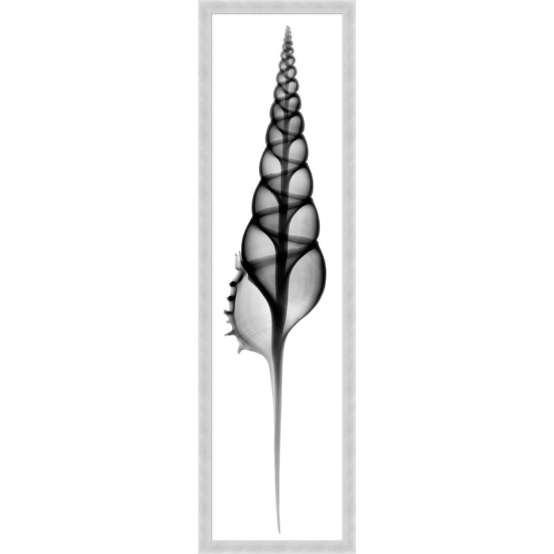 Radiography Shell 5 Print