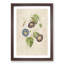 Morning Glory Flowers by Pierre-Joseph Redoute - Picture Frame Painting Print-55581539-55581536