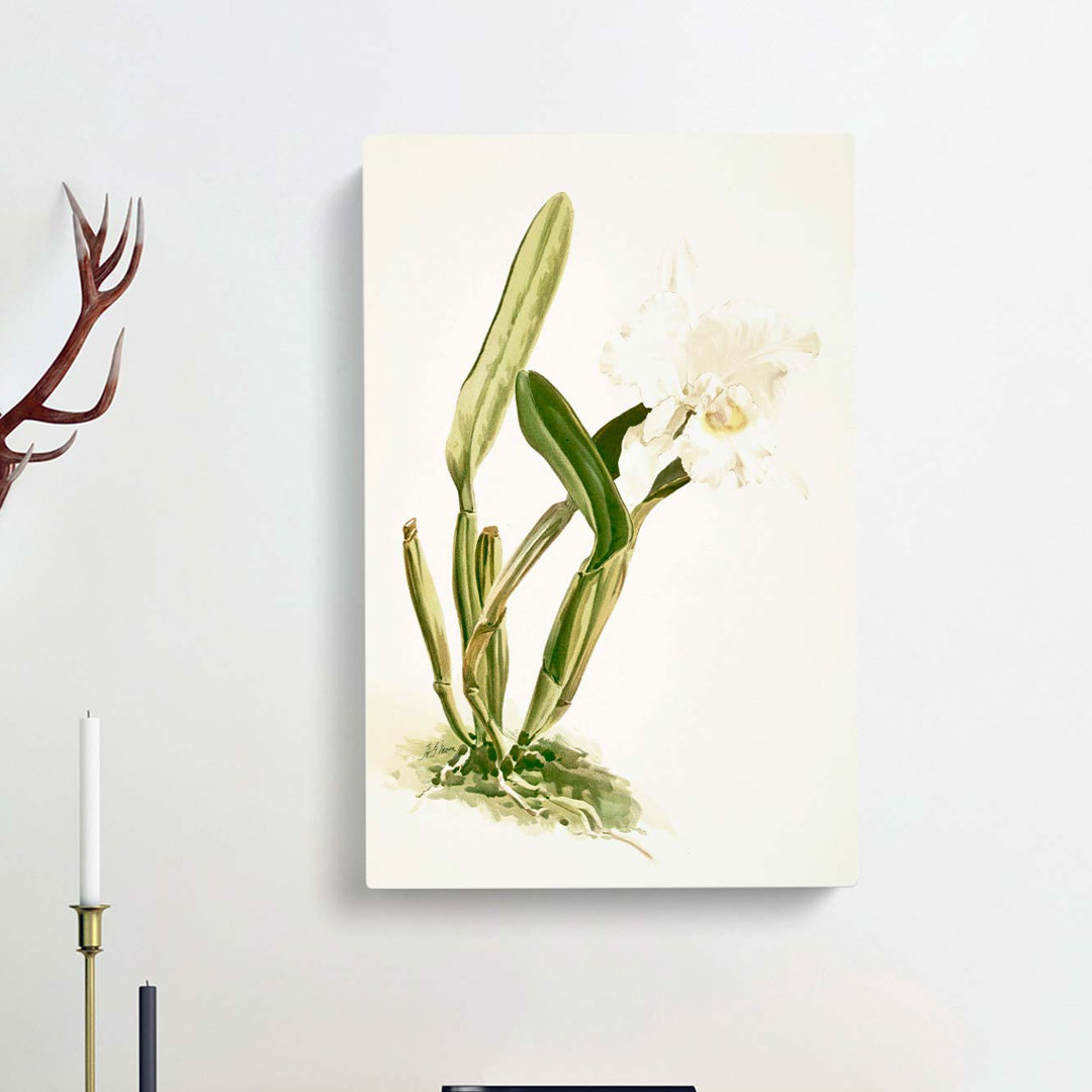 Magnolia Flowers Illustration Tab. 74 by Frederick Sander - Wrapped Canvas Graphic Art Print