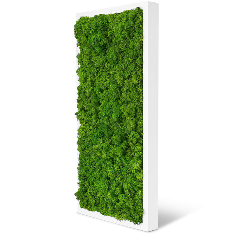 Moss Picture Reindeer Moss, White