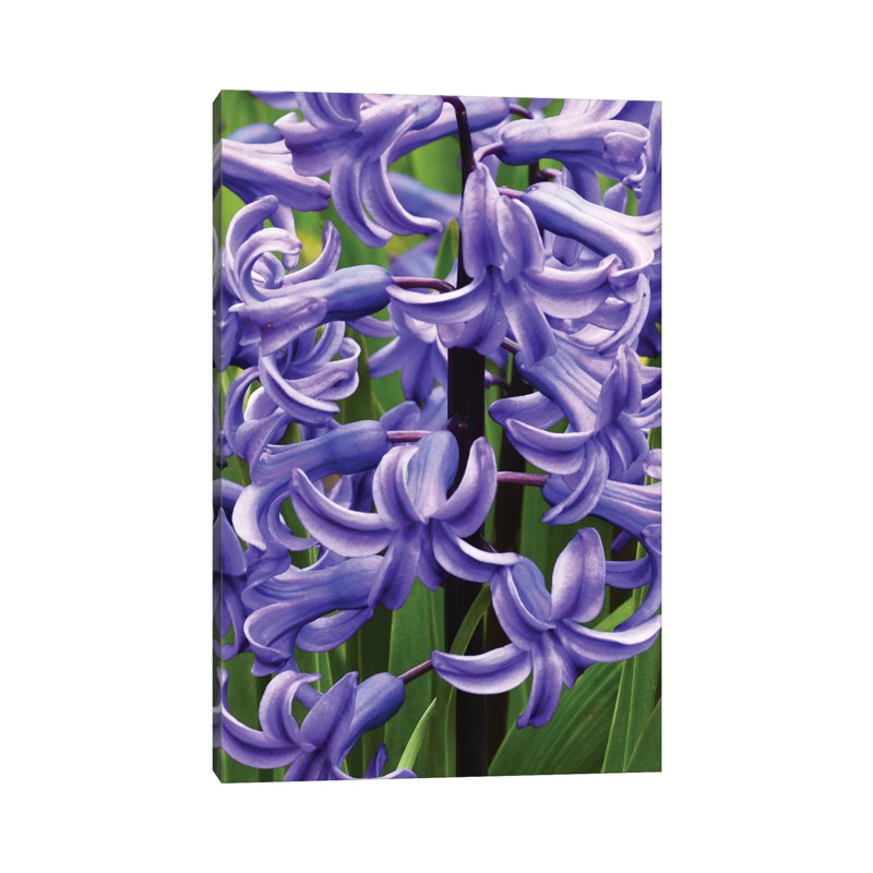 Hyacinths 1 Piece Wrapped Canvas Wall Art, 45.72cm H x 30.48cm W x 1.91cm D