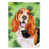 Basset hound chocolat / blanc