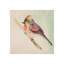 Pretty Little Bird I Print by Michelle Bennett-26705992-26705995