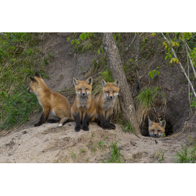 «Baby Foxes» par Steveoehlenschlager - photographie sur toile tendue