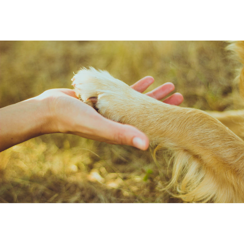 Dog paw and human hand 831433692, 81cm H x 122cm W