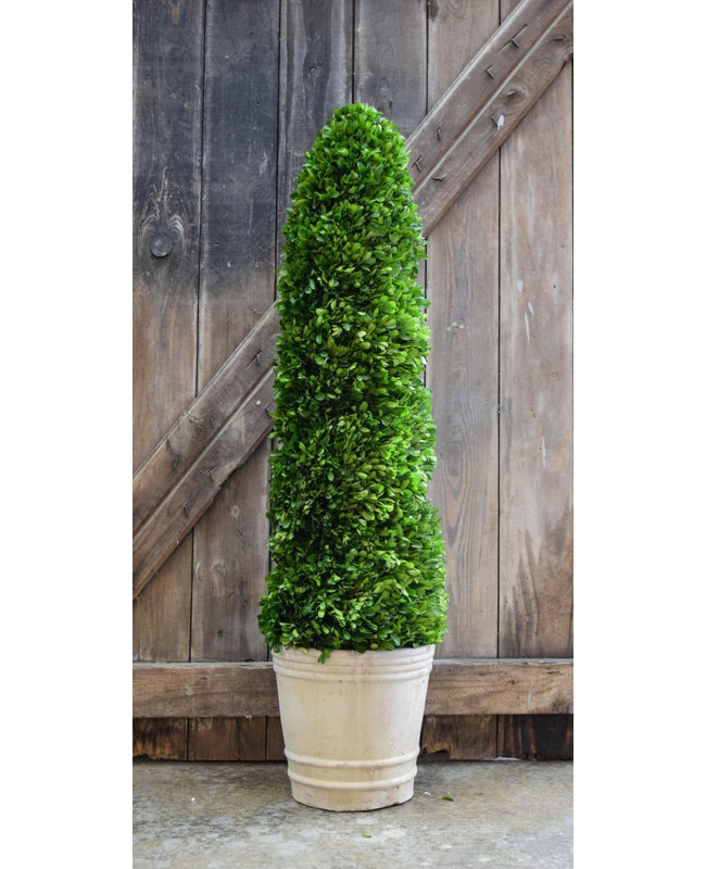 Topiaire buis en pot, H 43 po x l 10 po x P 10 po