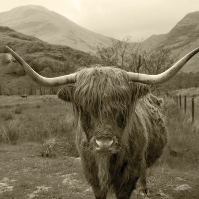 Bétail écossais Highland III sépia